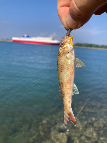 ヒメジの釣果