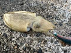 コウイカの釣果