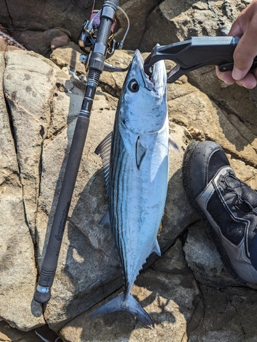 ハガツオの釣果