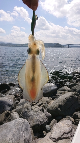 アオリイカの釣果