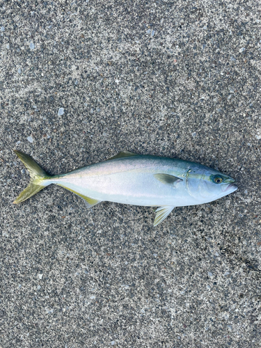 ワカシの釣果