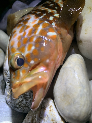 アコウの釣果