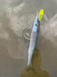 カマスの釣果