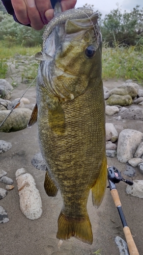 スモールマウスバスの釣果