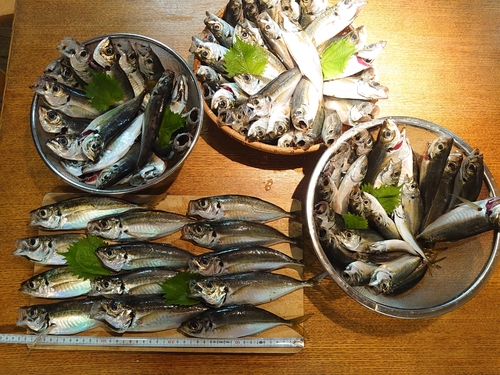 マアジの釣果