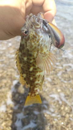 イソゴンベの釣果