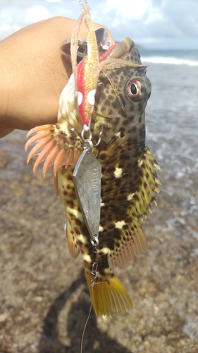 イソゴンベの釣果