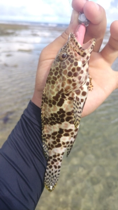 カンモンハタの釣果