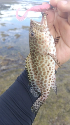 カンモンハタの釣果