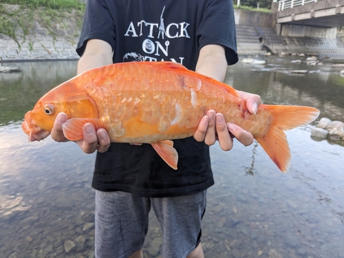 コイの釣果