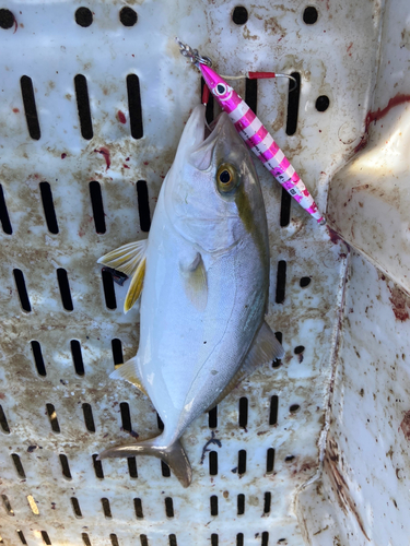 ショゴの釣果