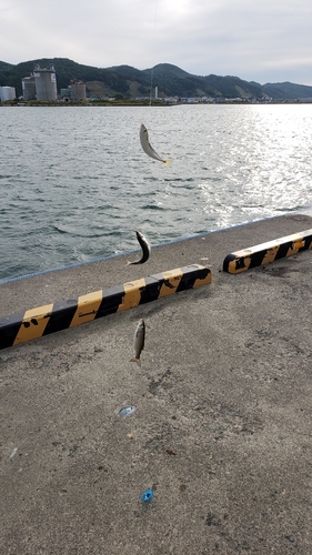 サバの釣果