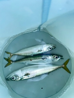 釣果