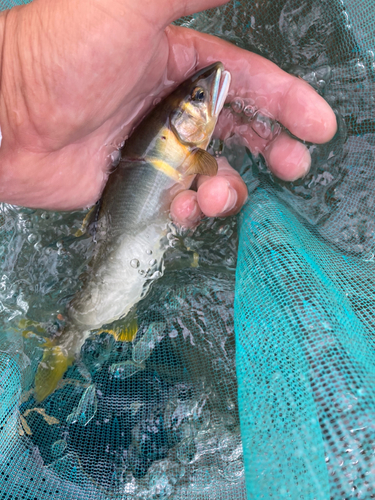 アユの釣果