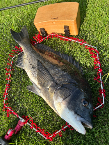 チヌの釣果