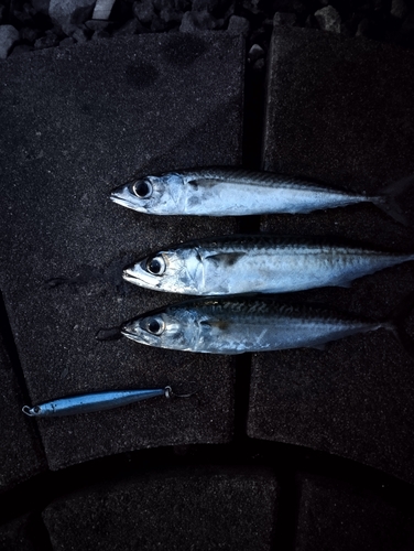 サバの釣果