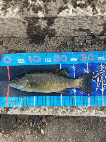 スモールマウスバスの釣果