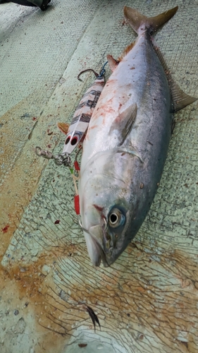 イナダの釣果