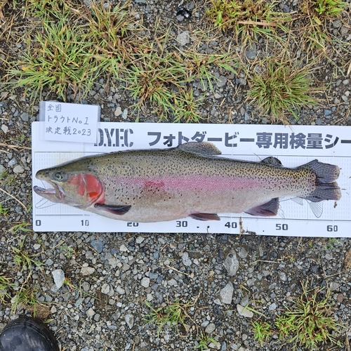 レインボートラウトの釣果