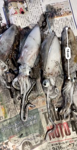 アオリイカの釣果