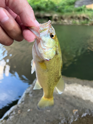 ラージマウスバスの釣果