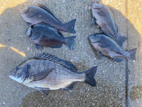 チヌの釣果