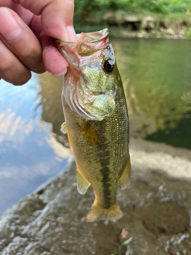 ラージマウスバスの釣果