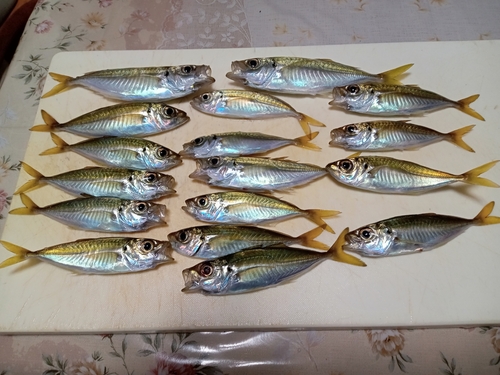 マアジの釣果