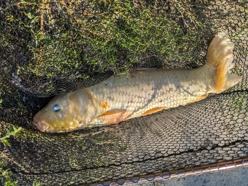 コイの釣果