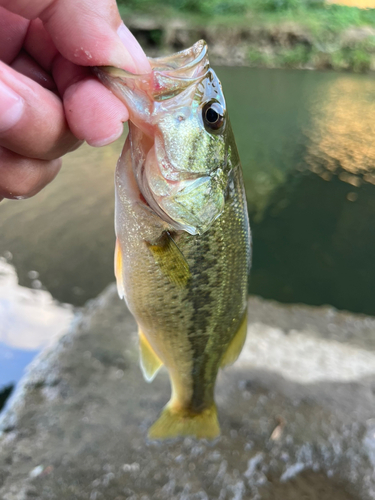 ラージマウスバスの釣果