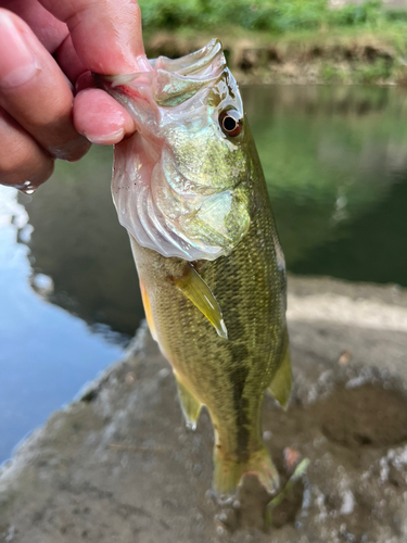 ラージマウスバスの釣果