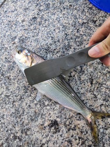 コノシロの釣果