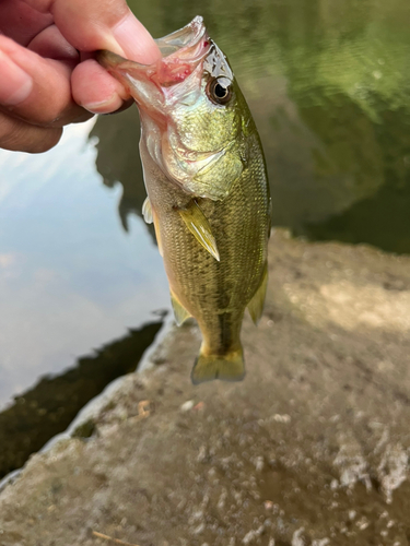 ラージマウスバスの釣果