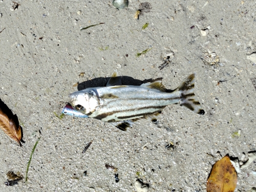 コトヒキの釣果