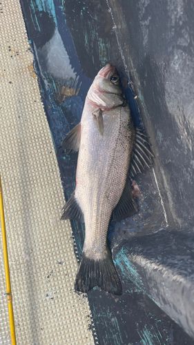 セイゴ（ヒラスズキ）の釣果