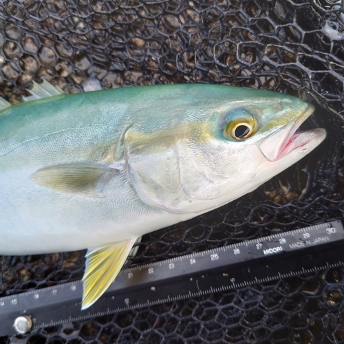 ツバイソの釣果