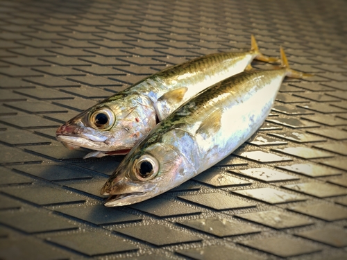 サバの釣果