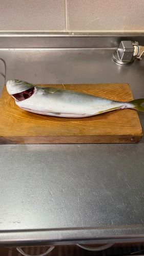 ツバスの釣果