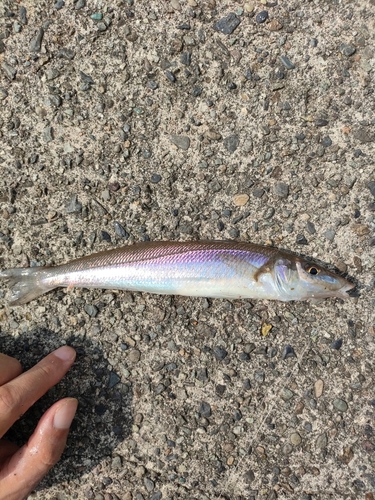 キスの釣果