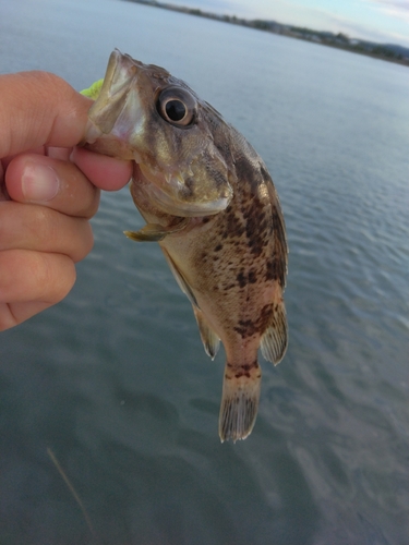 クロソイの釣果