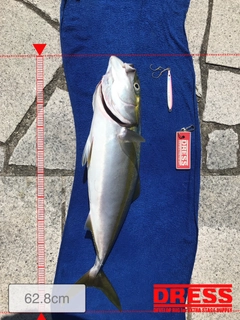 メジロの釣果