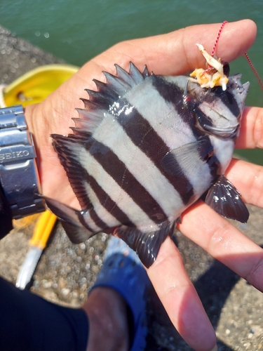 サンバソウの釣果