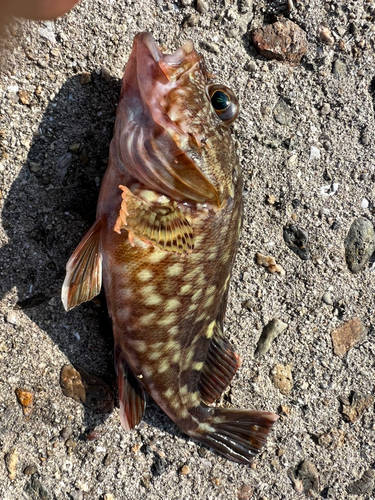 カサゴの釣果