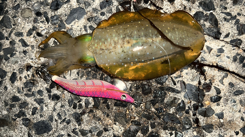 アオリイカの釣果