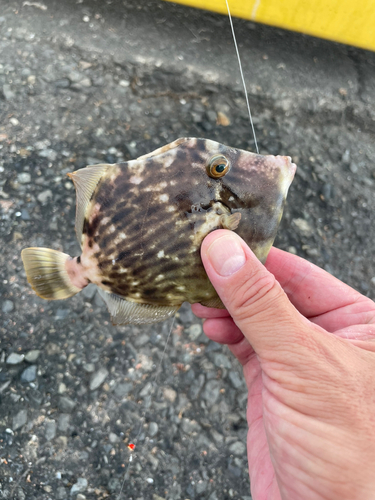 カワハギの釣果