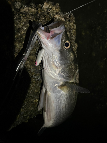 マルスズキの釣果