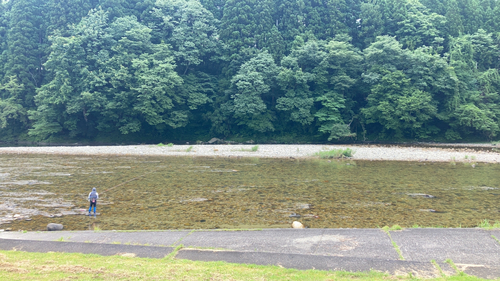 アユの釣果