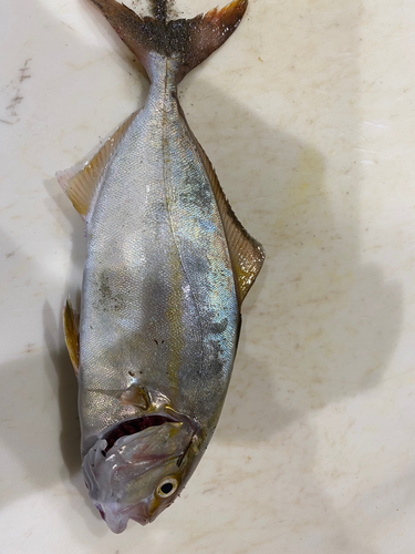 ショゴの釣果