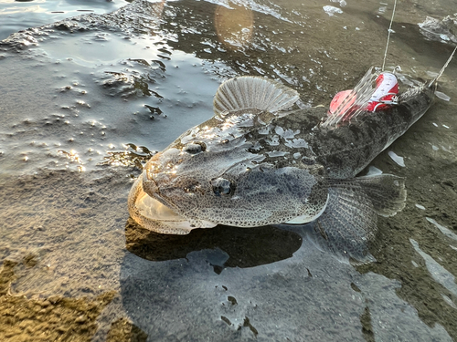 マゴチの釣果