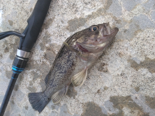 クロソイの釣果